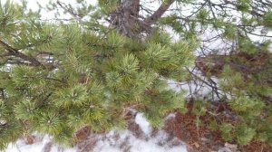 Чехол для ножа Victorinox Ranger. 91 мм