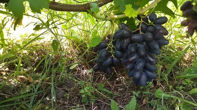 Гф Перцовый черный одна из вкуснейших форм Калугина В. М. смотреть онлайн