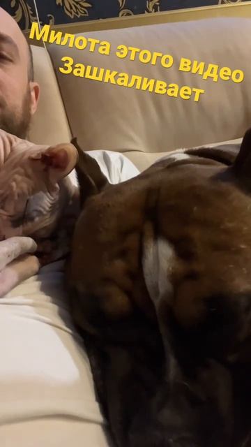 МИЛОТА. ДРУЖБА КОШКИ И СОБАКИ смотреть онлайн