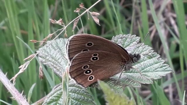 Koevinkje - Aphantopus hyperantus смотреть онлайн