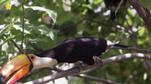 Птички - Развивающие мультики для детей малышей про птиц - аист, курица, сова