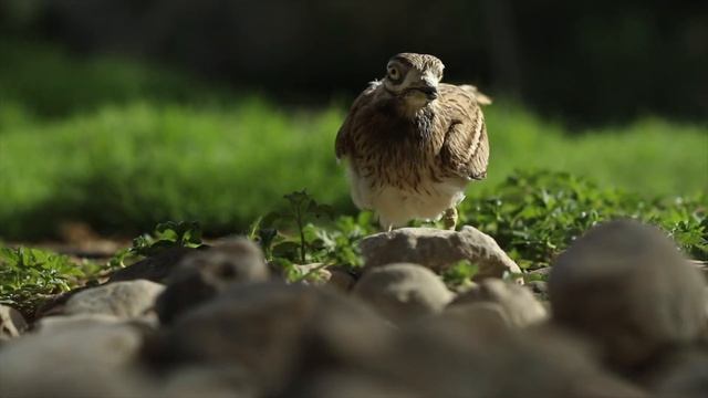 Canon 1DX Mark II & EF 70-200mm f/2.8L IS II Slow Motion stone curlew طائر الكروان смотреть онлайн