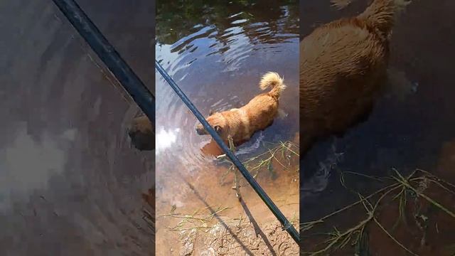 решила искупаться красотка хитропопая смотреть онлайн