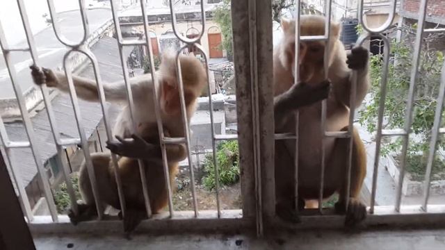 Обезьяны в Варанаси смотреть онлайн