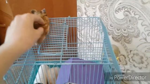 Знакомство с остольными слово хомяка смотреть онлайн