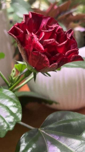 Цветение гибискуса смотреть онлайн