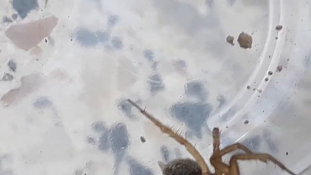 Agelena Örümceği 🕷 смотреть онлайн