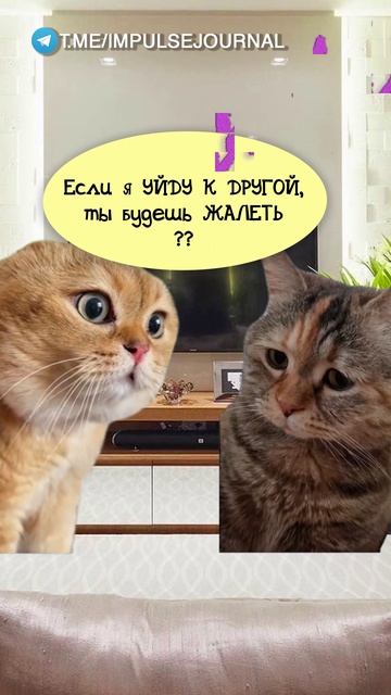 Правда #мыкотики #вмем #разговор #анекдот #шутки #животные #юмор #кошки #смешное #мемы #скетчи смотреть онлайн