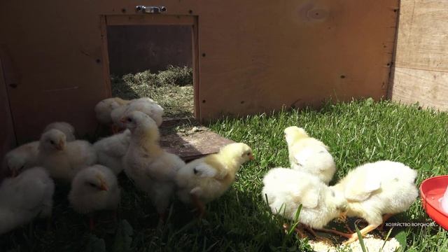 Цыплята 2й день на улице смотреть онлайн
