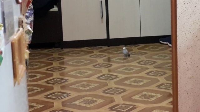 Молли ищет Чику, новое место локации. смотреть онлайн