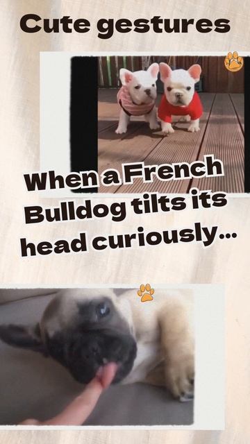 Cute gestures: French Bulldog #shorts #pet #dogbreed #cute #dog смотреть онлайн