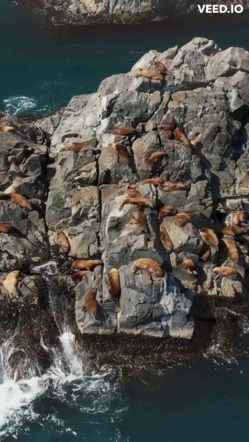 #shorts Seals. смотреть онлайн