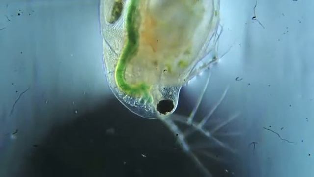 Daphnia pulex heartbeat смотреть онлайн
