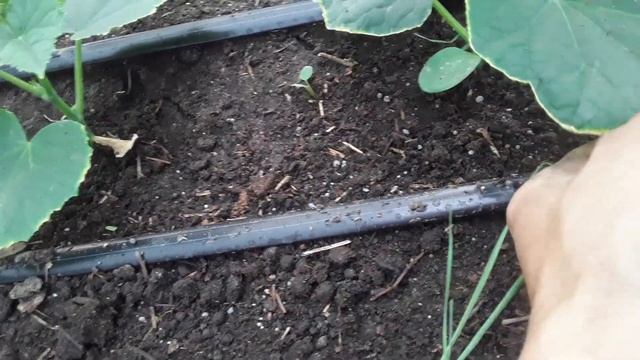 Выращивание огурца от А до Я. 8й день первая подкормка смотреть онлайн