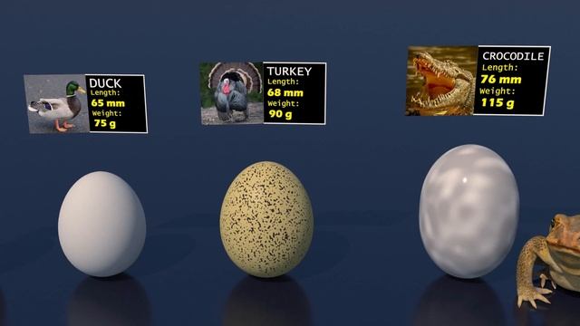 Eggs Weight Comparison 3D | The Heaviest Egg 2023 смотреть онлайн