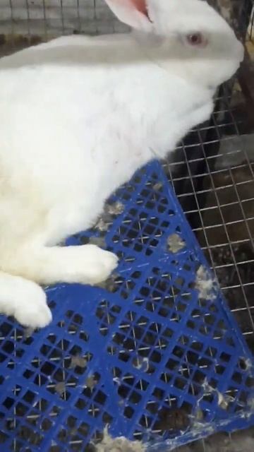 Как спят кролики 😄 #кролики #rabbits #рек #пушистики #ферма #маленькие #shortvideo #крольчиха смотреть онлайн