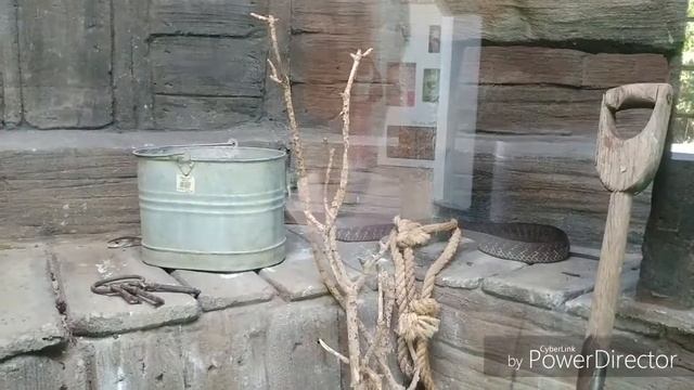 UK, London, velika kornjaca, place zabe, zmije, Black mamba, King cobra смотреть онлайн