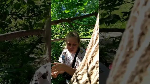 24 часа на дереве 4 серия смотреть онлайн