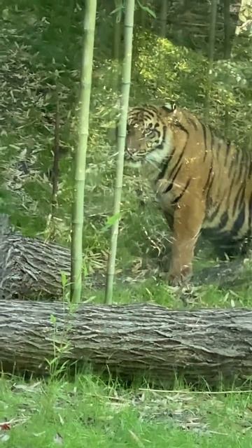 Interesting Big Cats facts #shorts смотреть онлайн