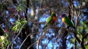 Легкая Фоновая Музыка для Покупок в Магазине I МАГАЗИН I Фоновая музыка