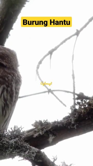 Burung Hantu #shorts смотреть онлайн