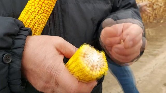 Актуально. Корисно. Доступно. Як заощадити величезні кошти при вирощуванні кукурудзи. смотреть онлайн
