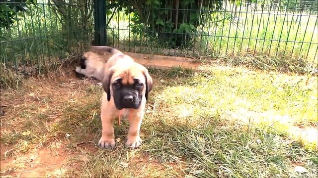 chiot mastiff au collier rouge. 6 semaines fille de Mikado смотреть онлайн