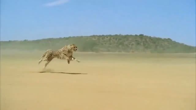Cheetah Running 102 Km/Hr смотреть онлайн