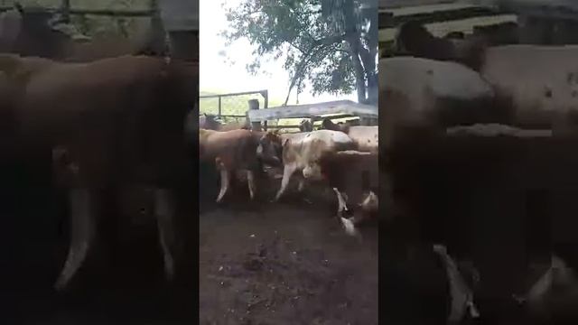 Продам(живой вес) смотреть онлайн