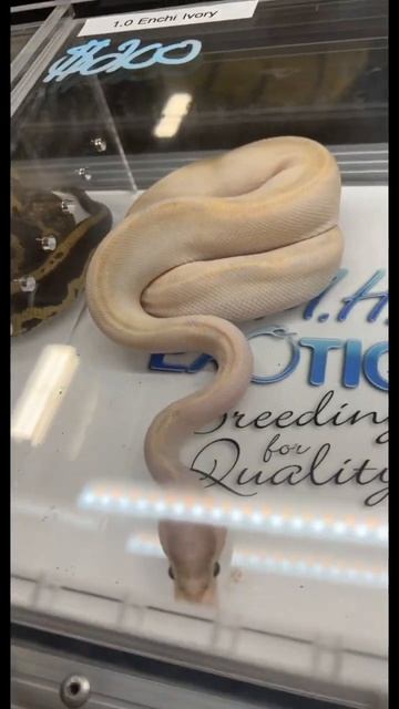 ENCHI IVORY BALL PYTHON! 😱🐍🤍 #shorts #youtubeshorts смотреть онлайн