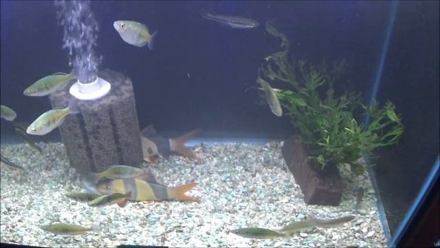 Aquarium Co-op Fish Store Tour | Livebearers | Puffer Fish | Planted Tanks | Schooling Fish смотреть онлайн