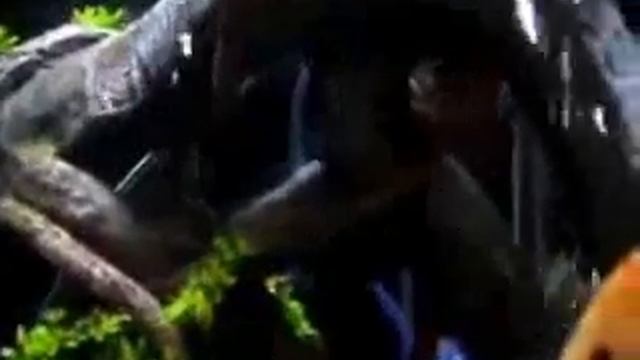 Peces Disco Juanito.flv смотреть онлайн
