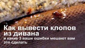 Три ошибки, из-за которых у вас не получается избавиться от клопов в диване