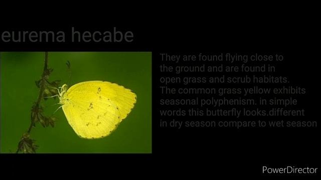 Classification of butterfly part - 3. SUB FAMILY - COLIADINAE смотреть онлайн