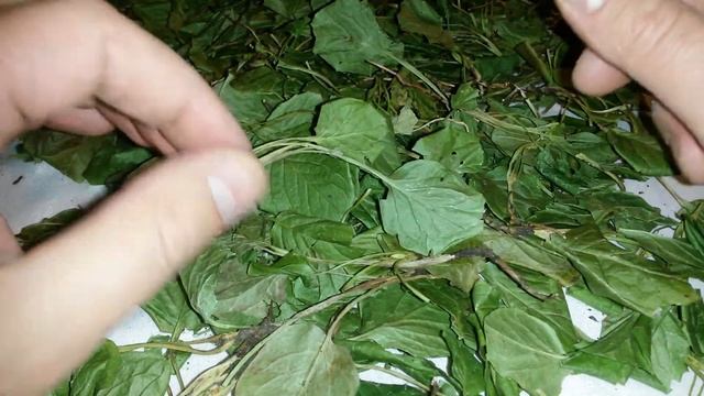 Грушанка круглолистная, лист, стебель, трава грушанки, купить. смотреть онлайн