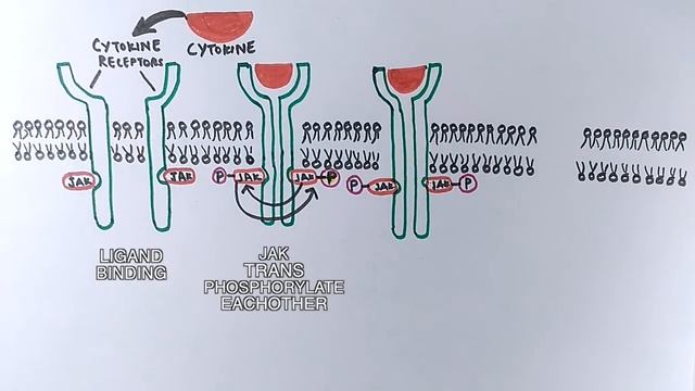 JAK-STAT Signalling Pathway смотреть онлайн