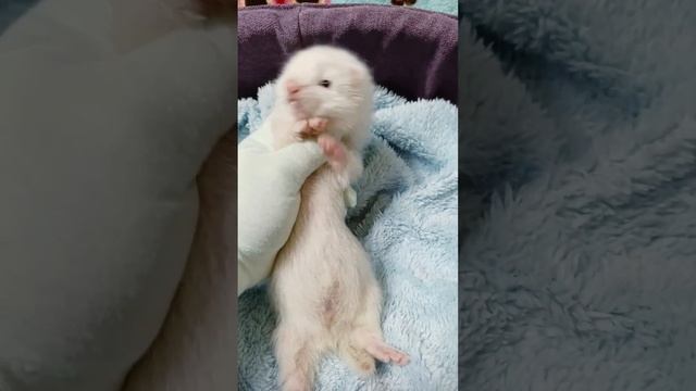 хорёк мальчик ангора #ferret смотреть онлайн