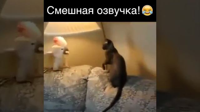 Смешная озвучка животных😂😹!/// смеялась 3 часа:D смотреть онлайн