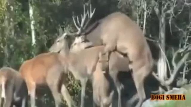 ржач полный валяюсь топ 2014 смотреть всем !! ✔ смотреть онлайн