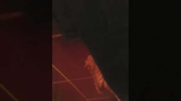 Звонок на номер 555 666 777 и 2666666 ответили