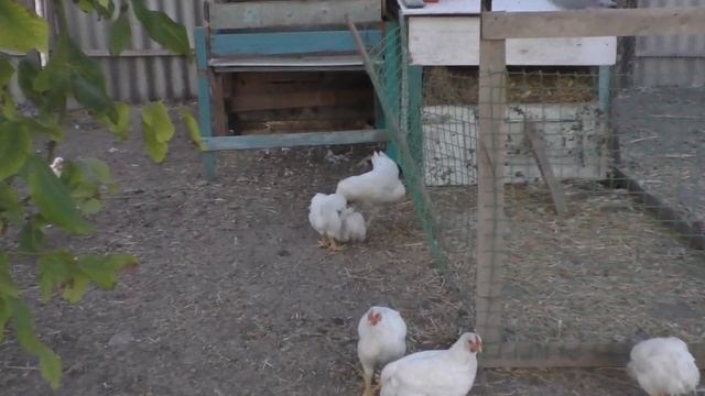 ДЕРЕВЕНСКИЕ БУДНИ ( 10 ) смотреть онлайн