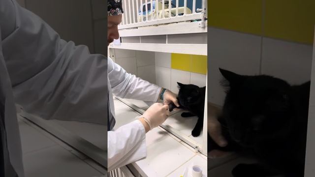 ВетАМ-СВ ветклиники в Москве