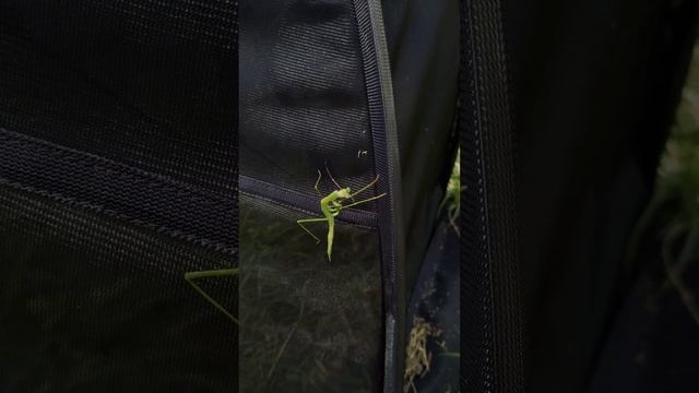 Nymph of mantis (Tenodera sinensis) is cleaning its feet 正在清潔足部的中華大刀螳若蟲 смотреть онлайн