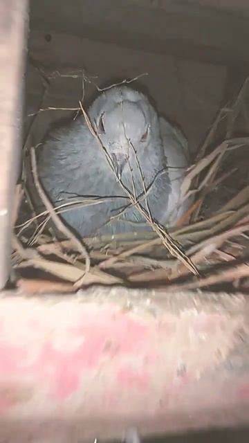 eggs hatch on sleep 💤 kabuter #youtubeshorts #status #shortvideo смотреть онлайн