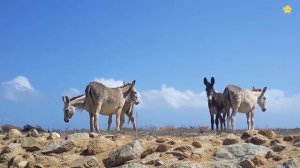 Домашние животные для детей - развивающие мультики учим животных для самых маленьких