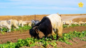 Домашние животные для детей. Имена и звуки домашних животных для самых маленьких