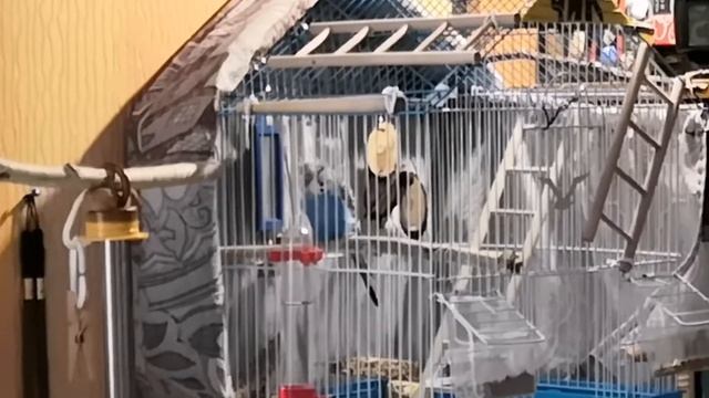 АККОМПАНИАТОР-ПЫЛЕСОС)) смотреть онлайн