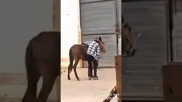 Невероятно опытный наездник смотреть онлайн