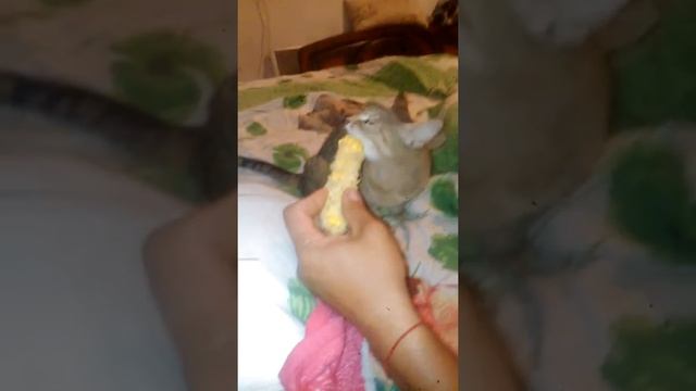 Как кот ест кукурузу смотреть онлайн