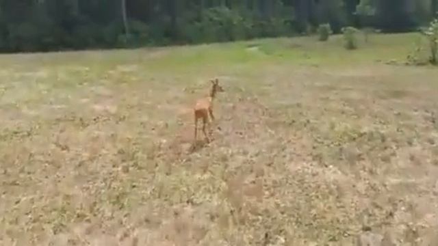 В Приморье спасли косулю от стаи собак смотреть онлайн